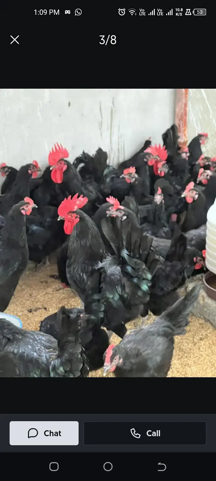 chicks and 100% fertile eggs available — photo 4