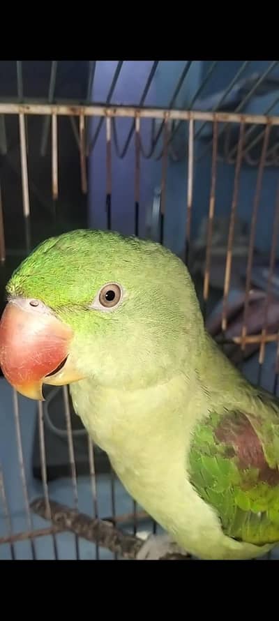 Alexandrine Parakeet