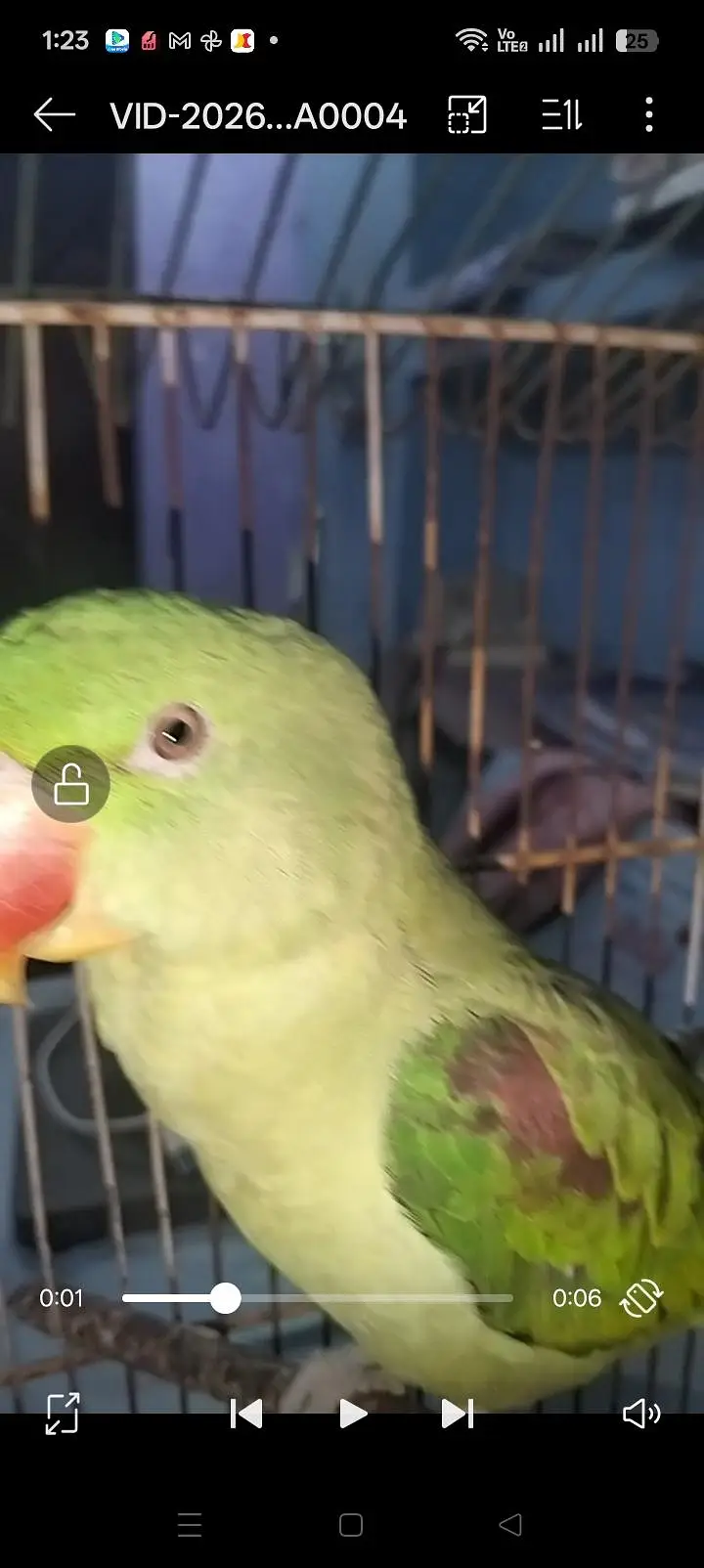 Alexandrine Parakeet — photo 2