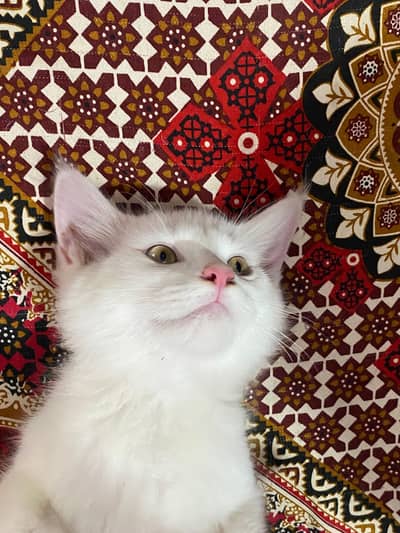 Persian Kitten