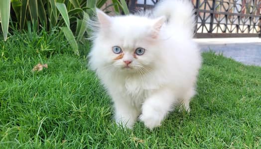 triple coated persian kittens