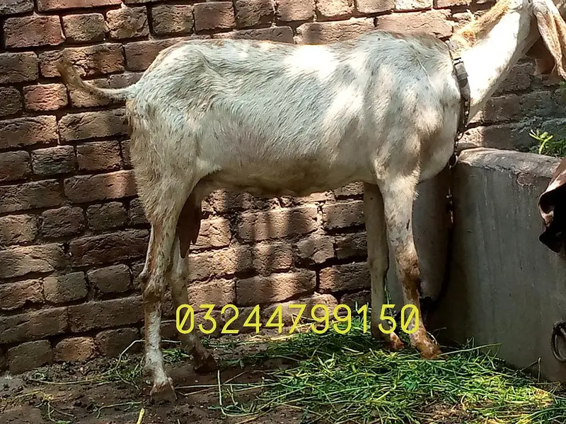 makhi chini bakrii — photo 5