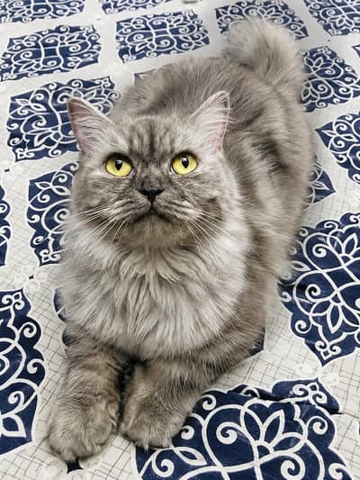 Beautiful Persian Cat for Sale – Friendly & Fluffy