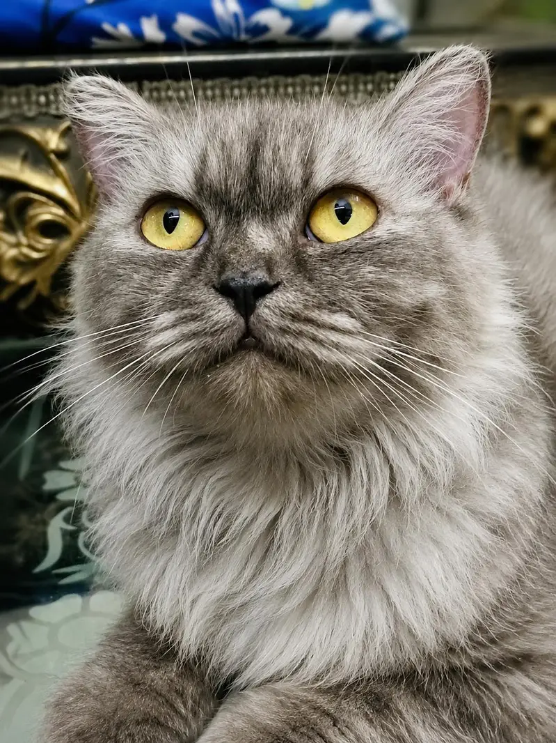 Beautiful Persian Cat for Sale – Friendly & Fluffy — photo 2