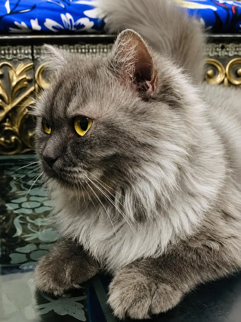 Beautiful Persian Cat for Sale – Friendly & Fluffy — photo 3