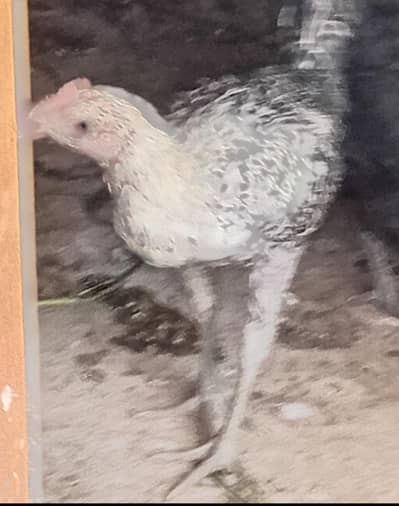 Australorp, Egyptian Fayoumi Pattay, Pattian