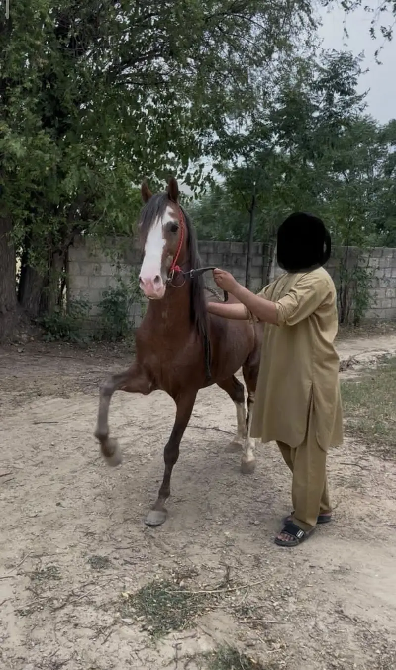 Horse for sale — photo 2
