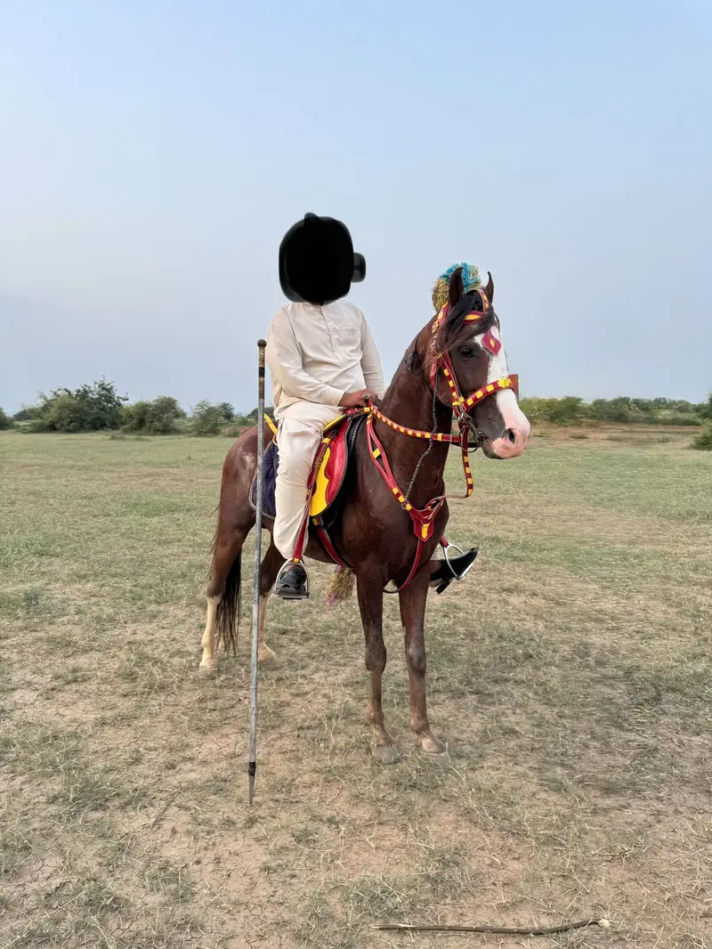 Horse for sale — photo 3