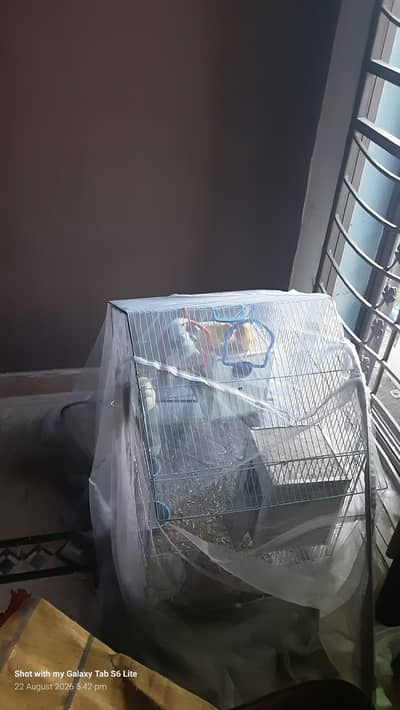 white & grey  cocktails pair Breeder ,Love birds  For sale