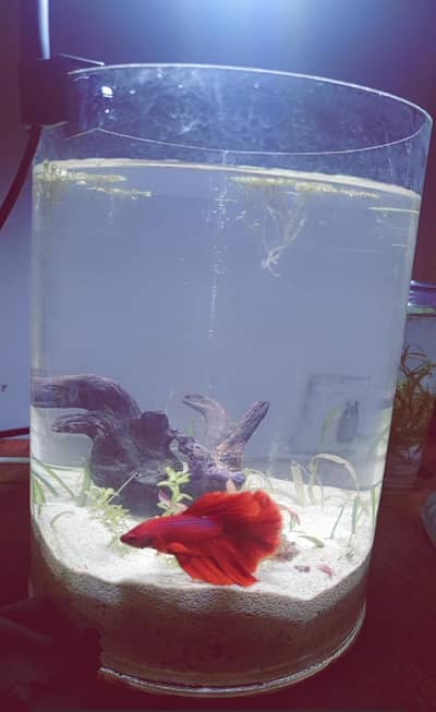 fish aquarium with wood light and the Dino dish
