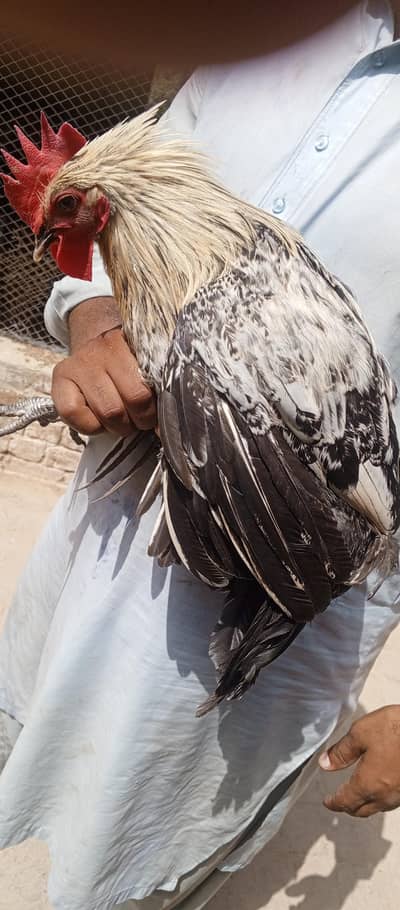 Golden Misri  Murga for sale