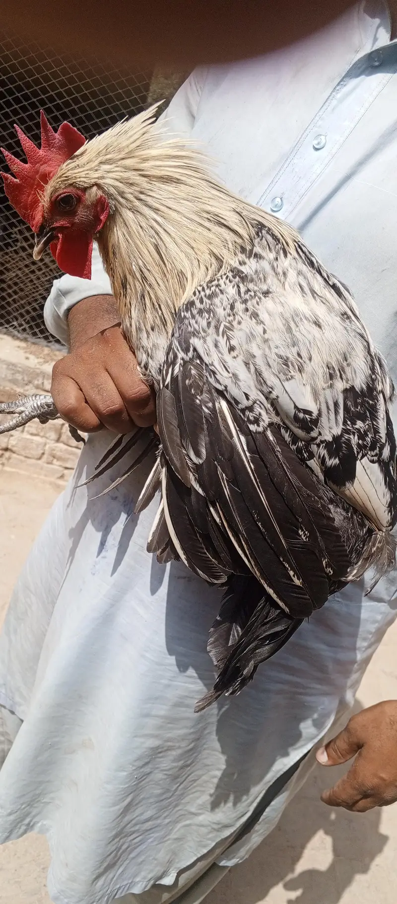 Golden Misri  Murga for sale — photo 2