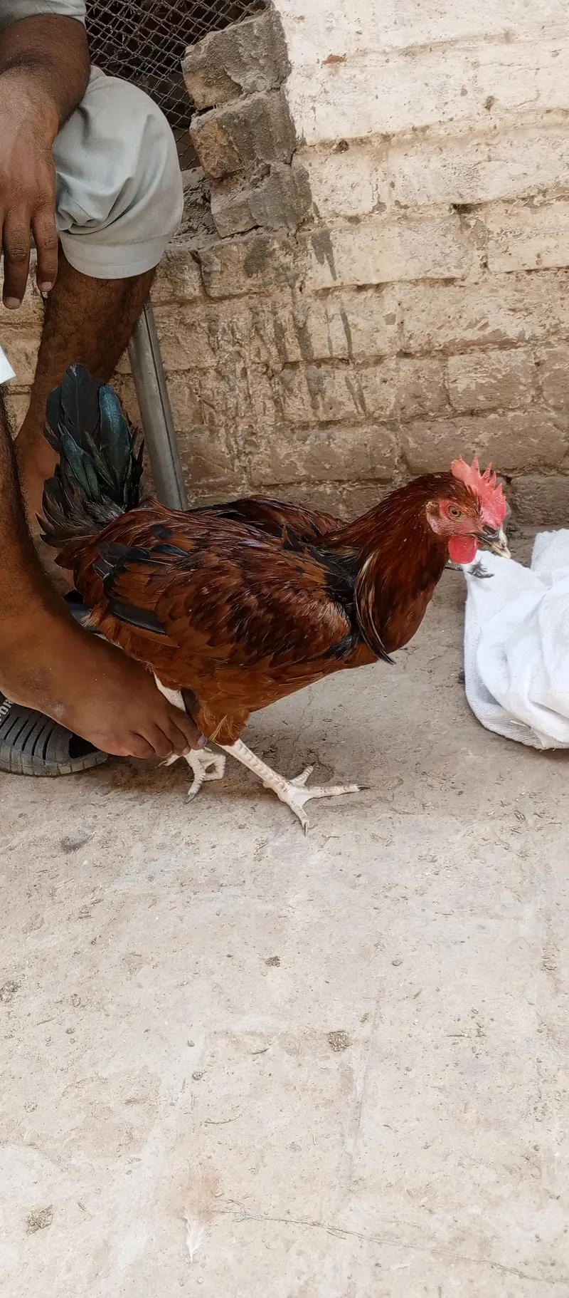 Golden Misri  Murga for sale — photo 4