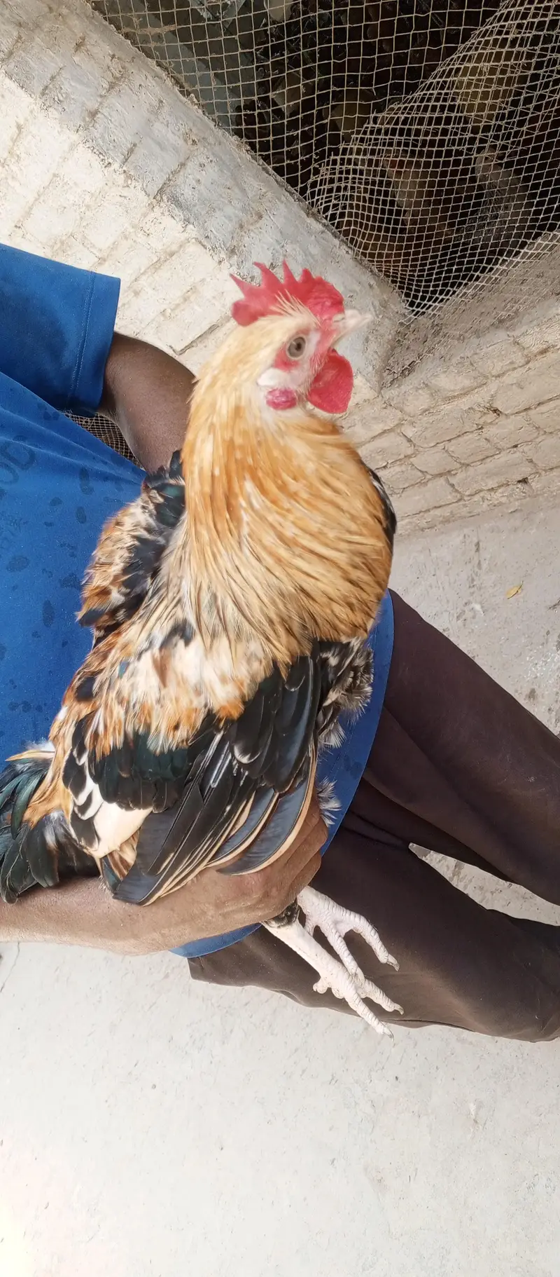 Golden Misri  Murga for sale — photo 5