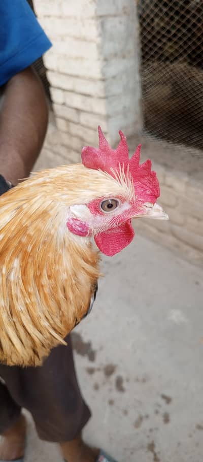 Golden Misri  Murga for sale