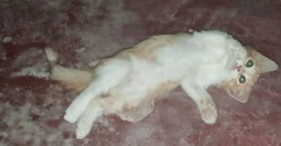 Beutifull cat