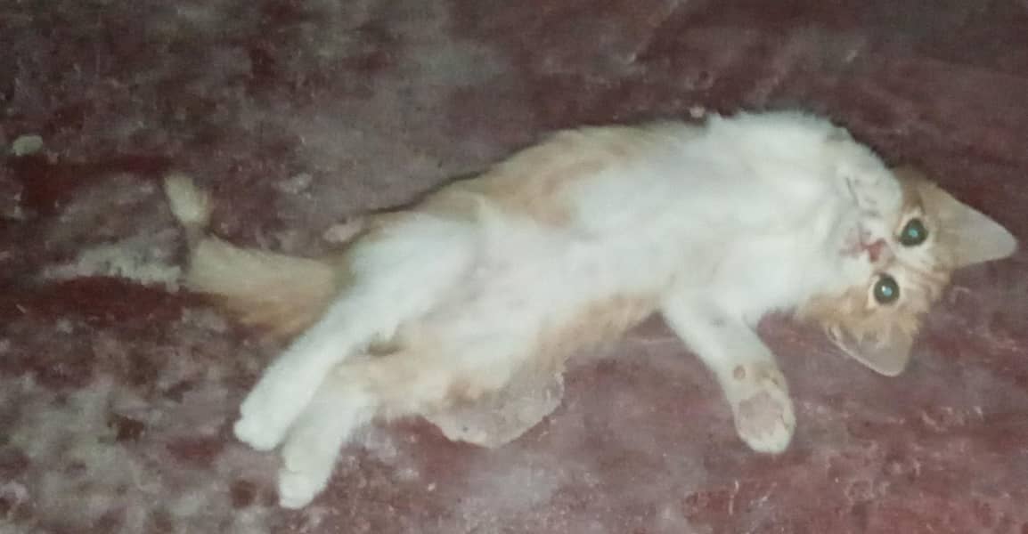 Beutifull cat 0