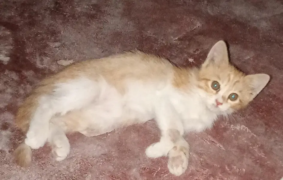 Beutifull cat — photo 2