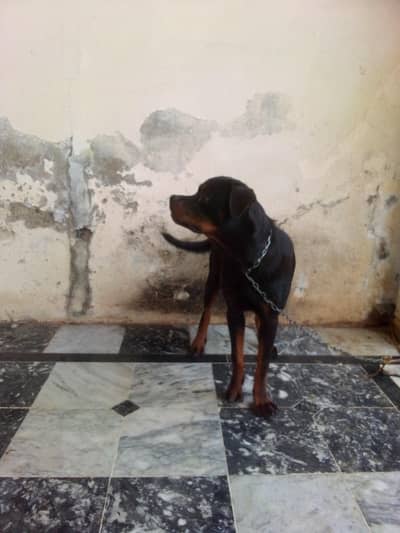 I want to sale my rottweiler female