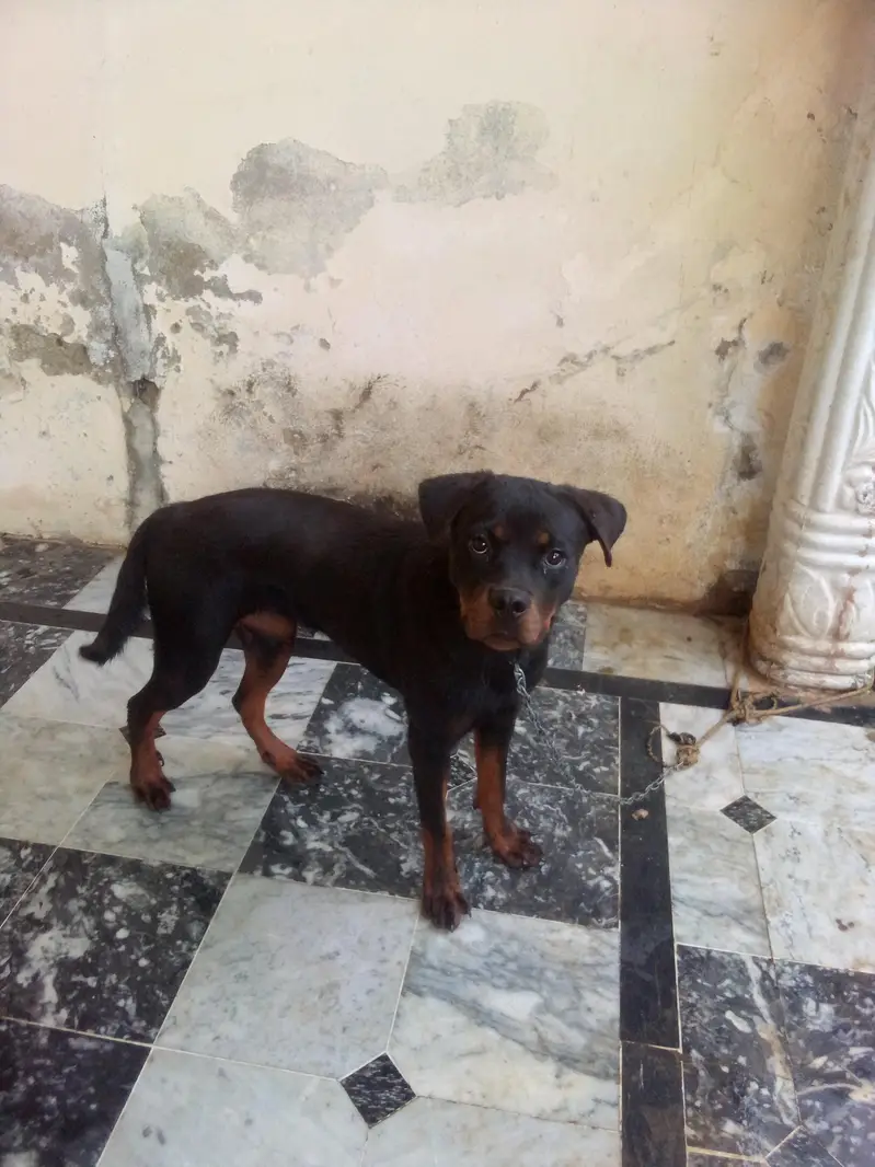 I want to sale my rottweiler female — photo 2