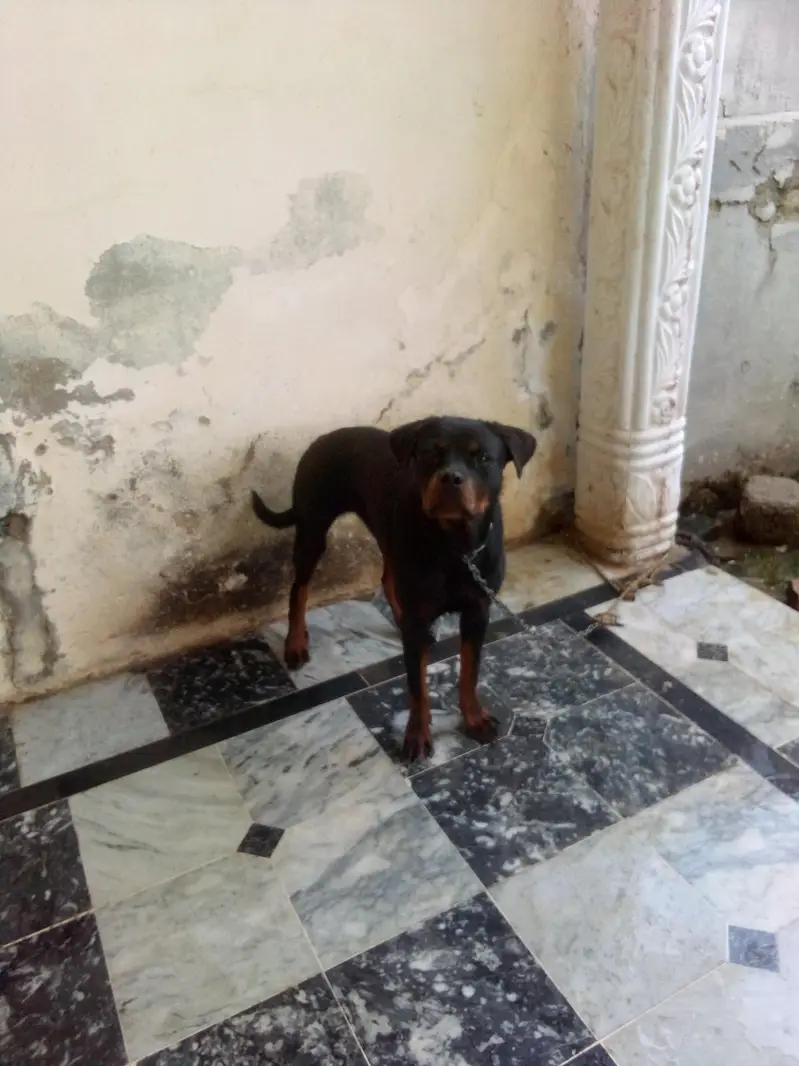 I want to sale my rottweiler female — photo 3