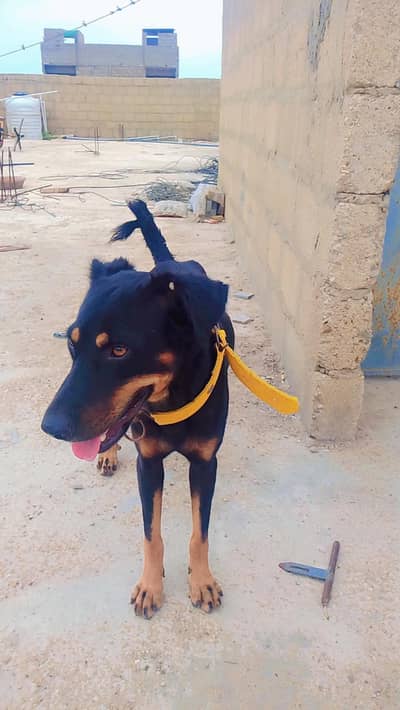 rottweiler Age 6 monthes. demand 20 thousand