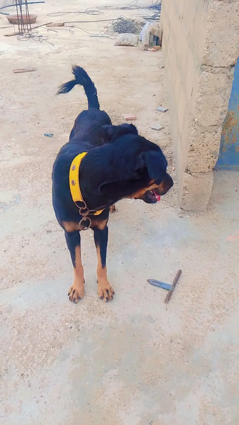 rottweiler Age 6 monthes. demand 20 thousand — photo 3