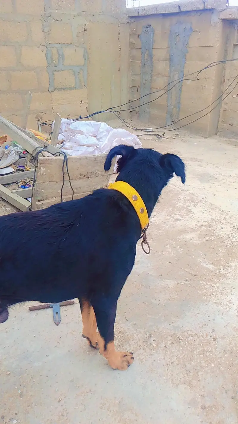 rottweiler Age 6 monthes. demand 20 thousand — photo 4