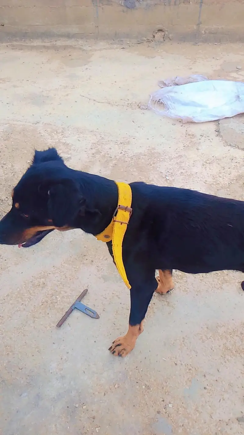 rottweiler Age 6 monthes. demand 20 thousand — photo 5