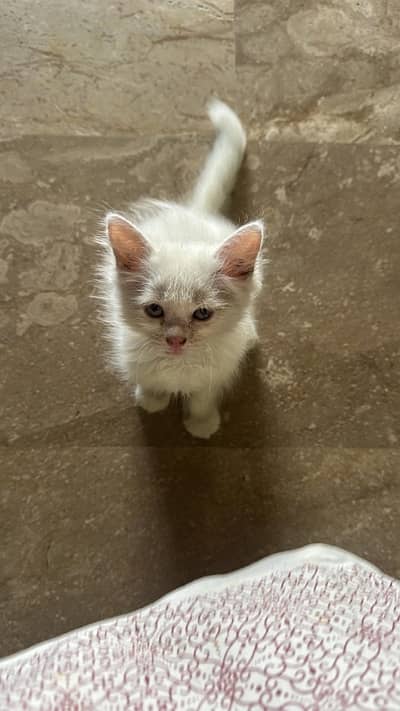 Persian kitten for sale