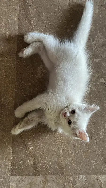 Persian kitten for sale — photo 2