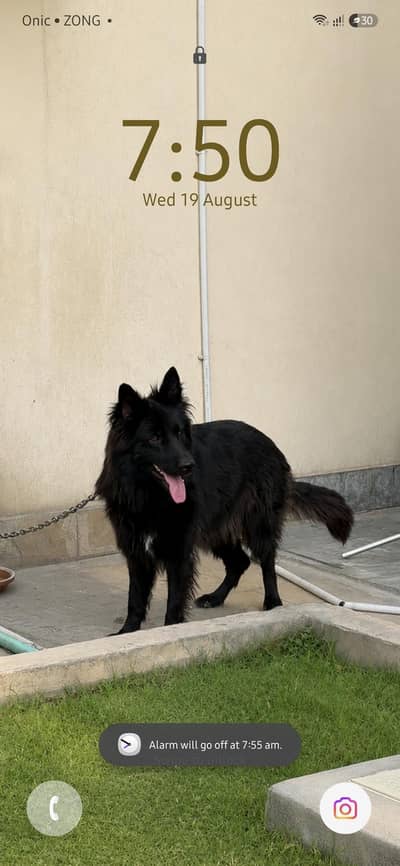 Beautiful Long-Haired Female German Shepherd Healthy & Active For Sale