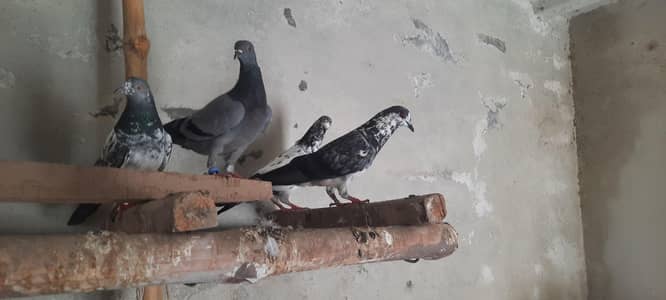 pigeon