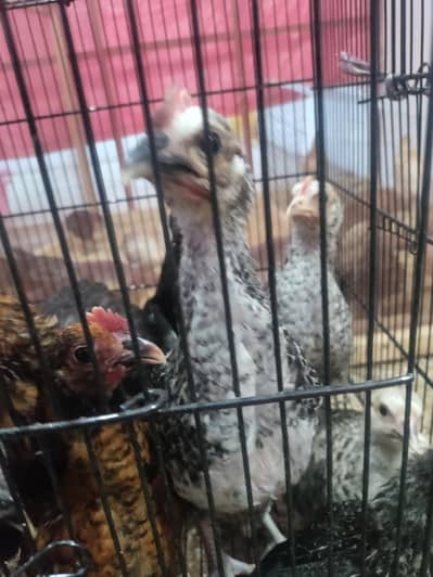 Karachi. Golden Misry Desi ( Karachi ) Full Stock 55 Murg or Murgii
