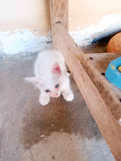 beautiful cat sale
