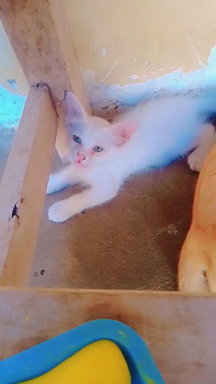 beautiful cat sale — photo 2