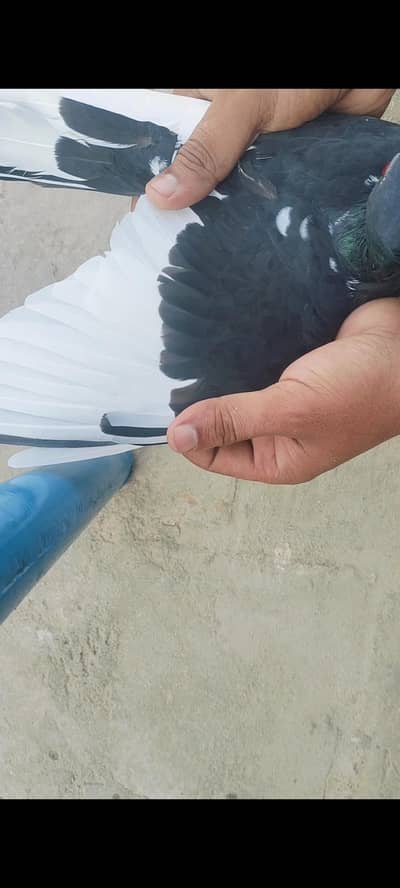ketli female for sell