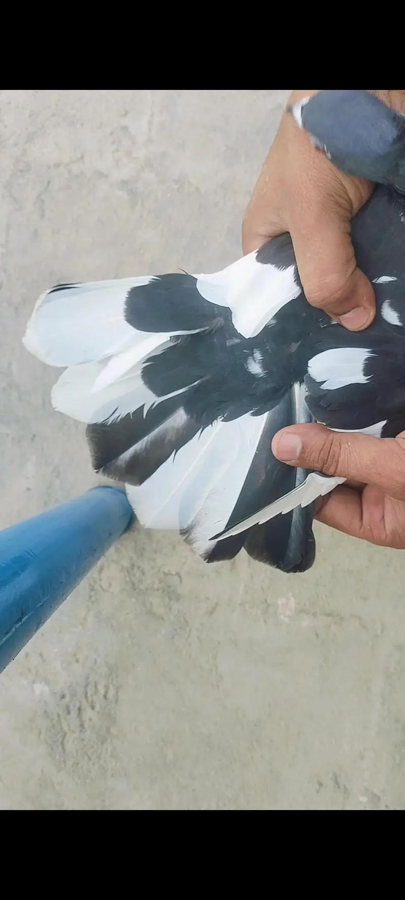 ketli female for sell — photo 3