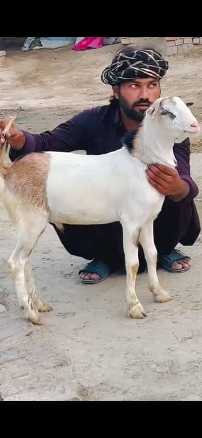 pure teddy bread male bakra