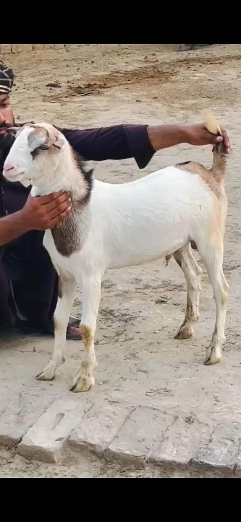 pure teddy bread male bakra — photo 2
