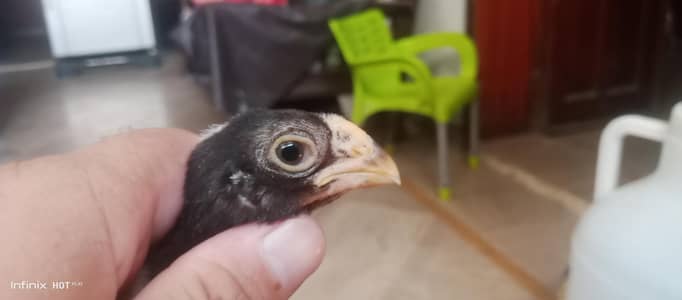 indian parrot beak