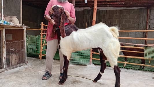 Pure Kamori Goats for sale | Kids Goats for sale