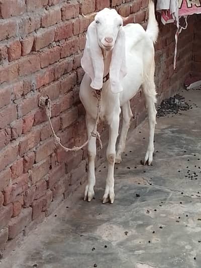Rajan pur nasal