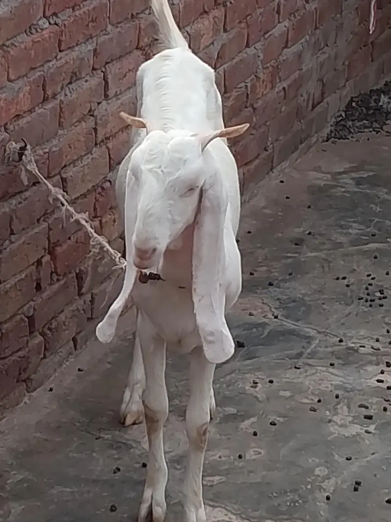 Rajan pur nasal — photo 2