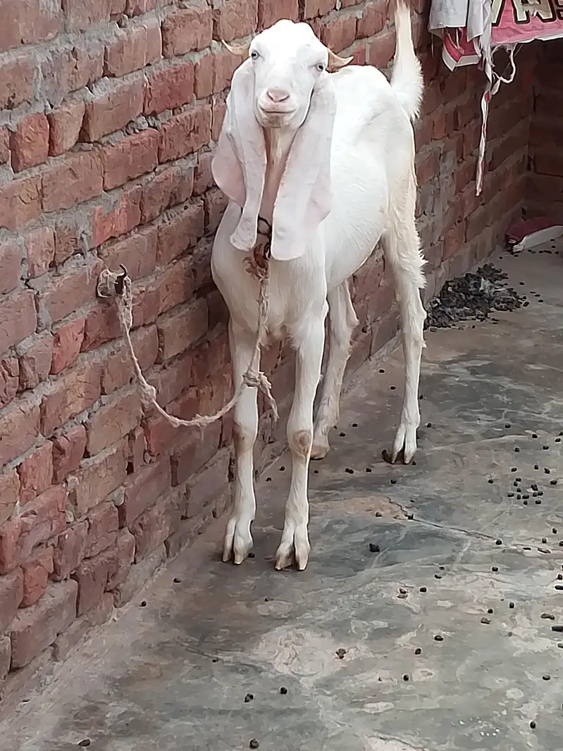 Rajan pur nasal — photo 3