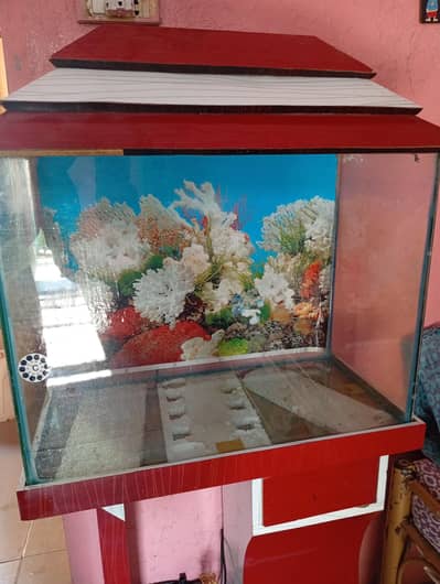 fish aquarium