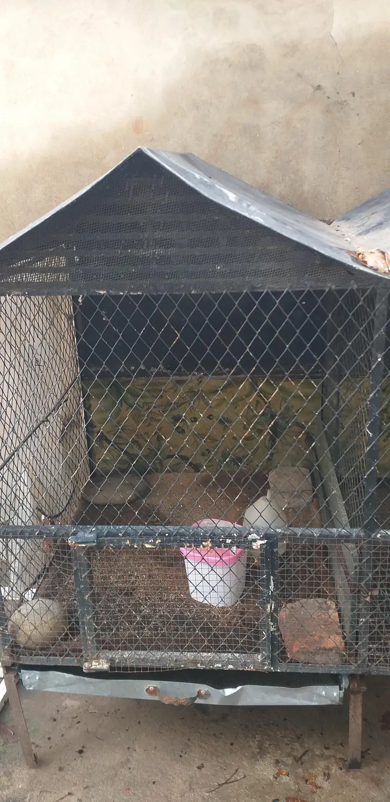 3 in 1 cage 2 hens pairs can easily live in 1 cage — photo 5