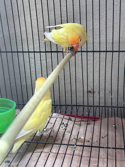 love birds pair and cage