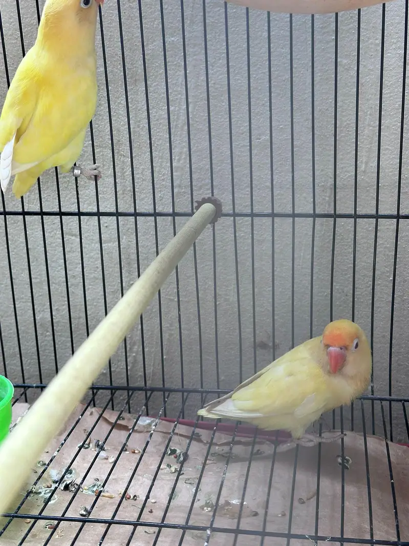 love birds pair and cage — photo 2