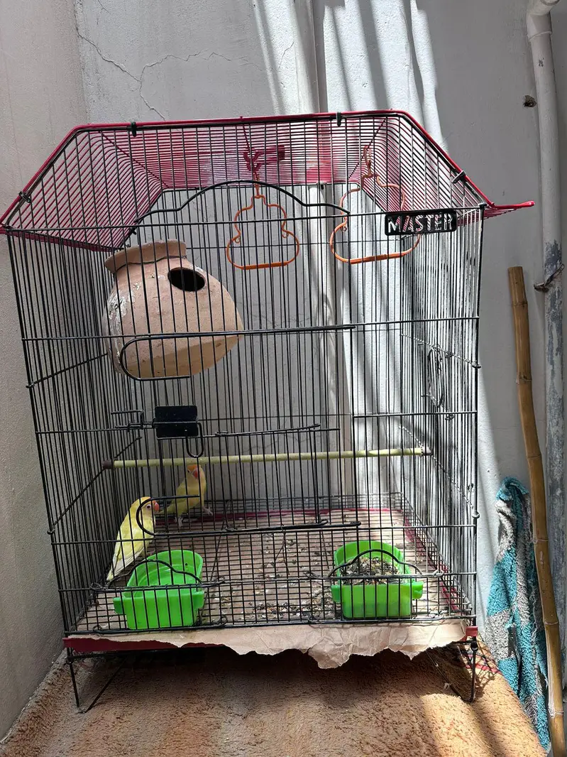 love birds pair and cage — photo 3